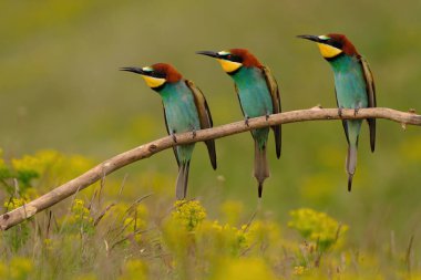 Group of colorful bee-eater on tree branch, against of yellow flowers background