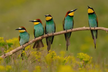 Group of colorful bee-eater on tree branch, against of yellow flowers background