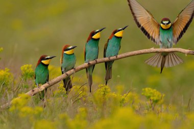 Group of colorful bee-eater on tree branch, against of yellow flowers background