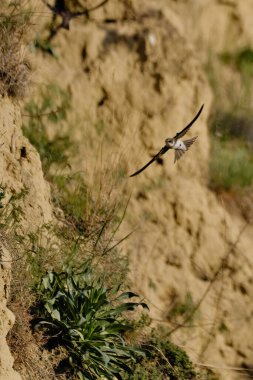 Kum kırlangıcı (Riparia riparia) veya Avrupa kum kırlangıcı.