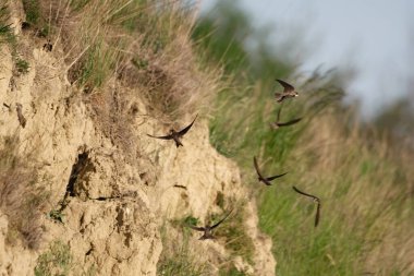 Kum kırlangıcı (Riparia riparia) veya Avrupa kum kırlangıcı.