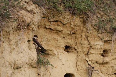 Kum kırlangıcı (Riparia riparia) veya Avrupa kum kırlangıcı.