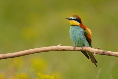 Avrupalı arı yiyici - merops apiaster renkli egzotik kuş