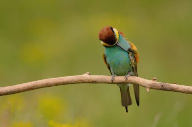 Avrupalı arı yiyici - merops apiaster renkli egzotik kuş