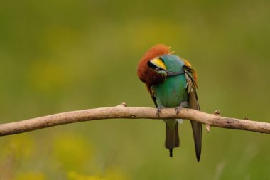 Avrupalı arı yiyici - merops apiaster renkli egzotik kuş