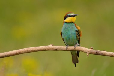 Avrupalı arı yiyici - merops apiaster renkli egzotik kuş