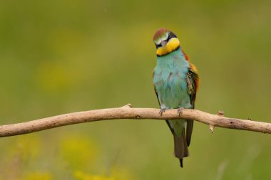 Avrupalı arı yiyici - merops apiaster renkli egzotik kuş