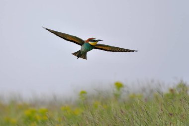 Avrupalı arı yiyici - merops apiaster renkli egzotik kuş