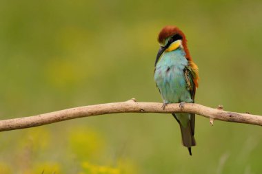 Avrupalı arı yiyici - merops apiaster renkli egzotik kuş