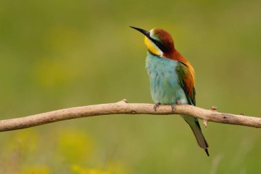 Avrupalı arı yiyici - merops apiaster renkli egzotik kuş