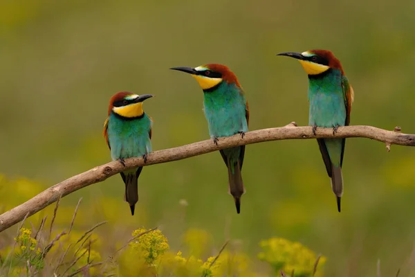 Gruppo Colorati Mangiatori Api Ramo Albero Contro Sfondo Fiori Gialli — Foto Stock