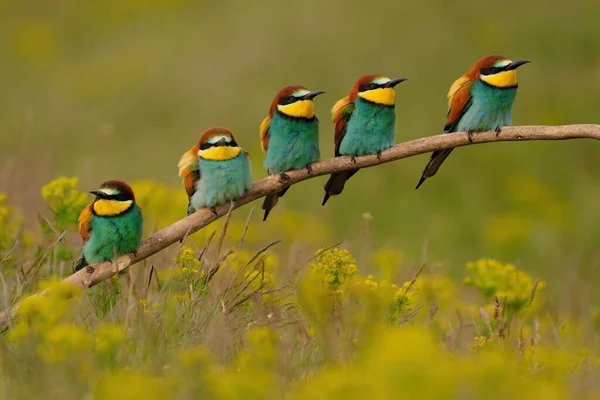 Group Colorful Bee Eater Tree Branch Yellow Flowers Background — Stock Photo, Image