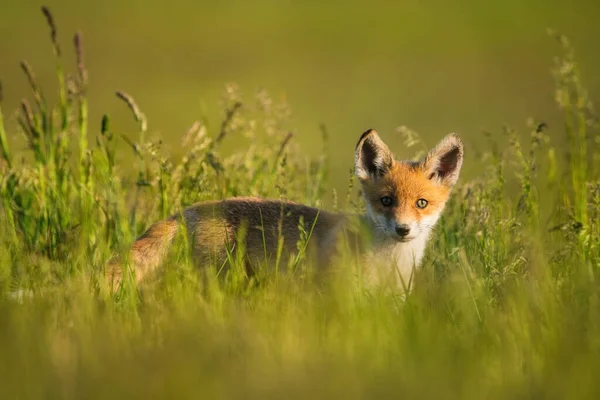 Red Fox Cub Grass — Stock Photo, Image