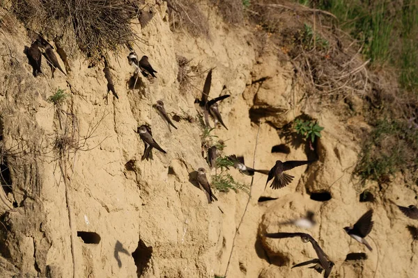 Die Sandmartin Riparia Riparia Oder Europäische Sandmartin Uferschwalbe — Stockfoto