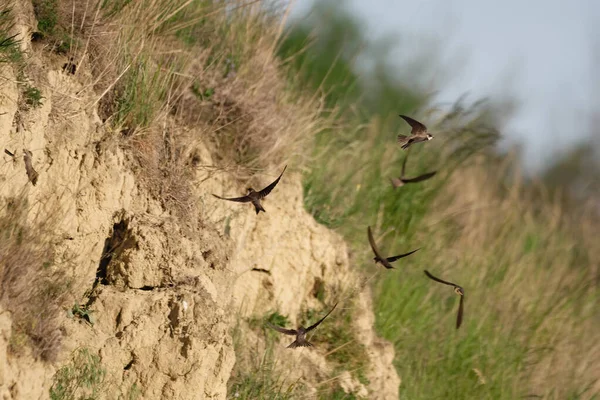 Kum kırlangıcı (Riparia riparia) veya Avrupa kum kırlangıcı.