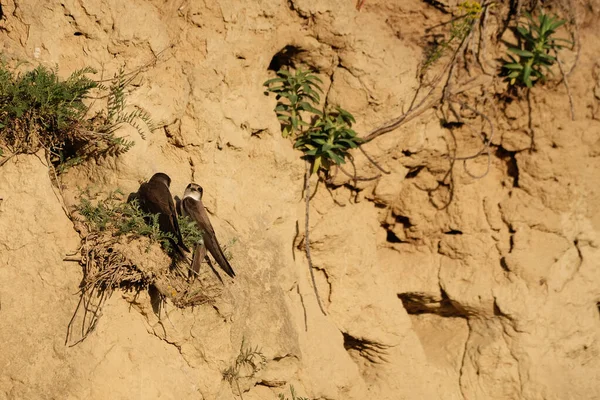 Sand Martin Riparia Riparia European Sand Martin Bank Vlaštovka — Stock fotografie