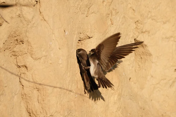 Die Sandmartin Riparia Riparia Oder Europäische Sandmartin Uferschwalbe — Stockfoto