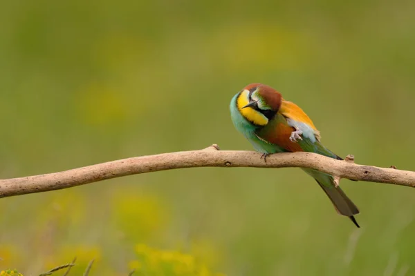 Európai Méhevő Merops Apiaster Színes Egzotikus Madár — Stock Fotó