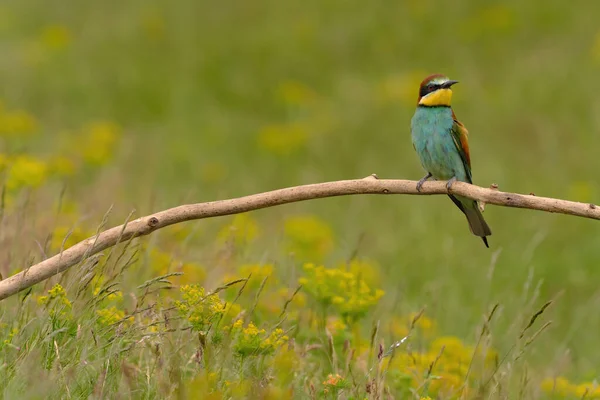 Europeisk Biätare Merops Apiaster Den Färgglada Exotiska Fågeln — Stockfoto