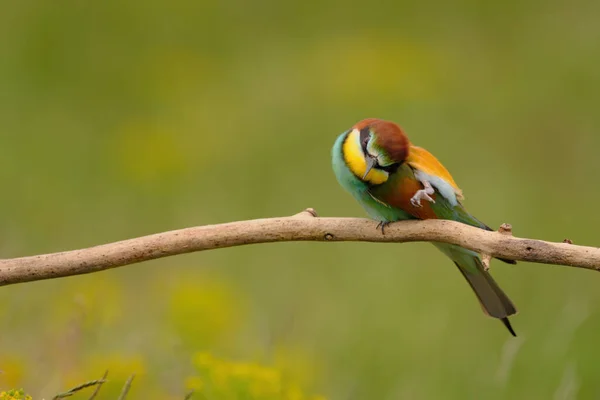 Comedor Abelhas Europeu Merops Apiaster Pássaro Exótico Colorido — Fotografia de Stock