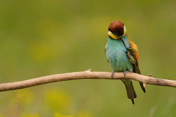 Comedor Abelhas Europeu Merops Apiaster Pássaro Exótico Colorido — Fotografia de Stock