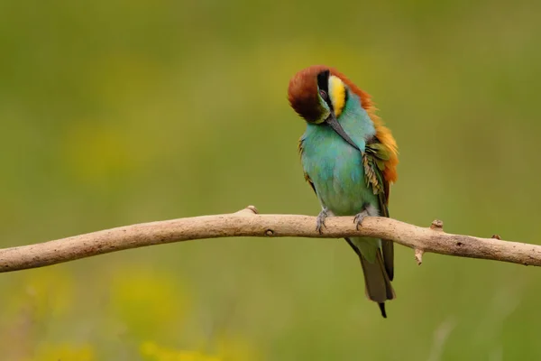 Abejero Europeo Merops Apiaster Pájaro Colorido Exótico — Foto de Stock