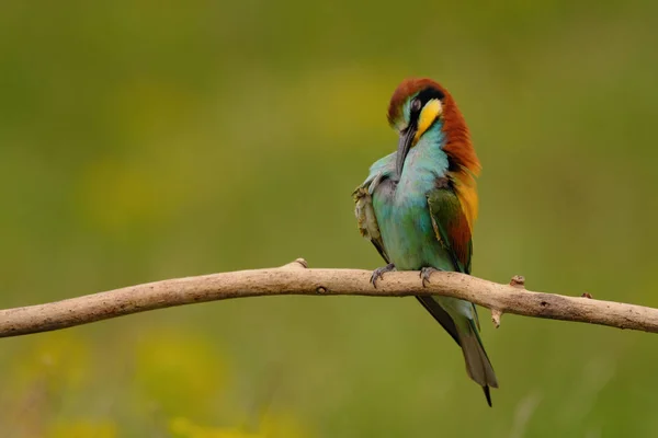 Comedor Abelhas Europeu Merops Apiaster Pássaro Exótico Colorido — Fotografia de Stock