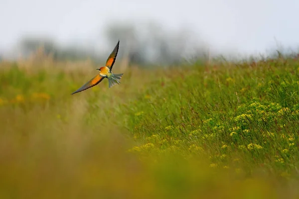 European Bee Eater Merops Apiaster Colorful Exotic Bird — Stock Photo, Image