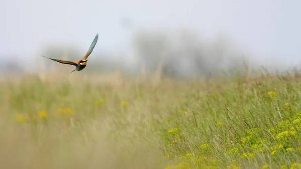 Abejero Europeo Merops Apiaster Pájaro Colorido Exótico — Foto de Stock