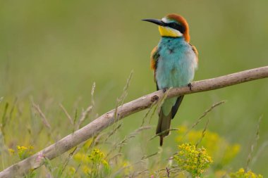 Avrupalı arı yiyici - merops apiaster renkli egzotik kuş