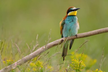 Avrupalı arı yiyici - merops apiaster renkli egzotik kuş