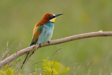 Avrupalı arı yiyici - merops apiaster renkli egzotik kuş
