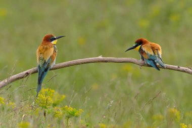 Avrupalı arı yiyici - merops apiaster renkli egzotik kuş
