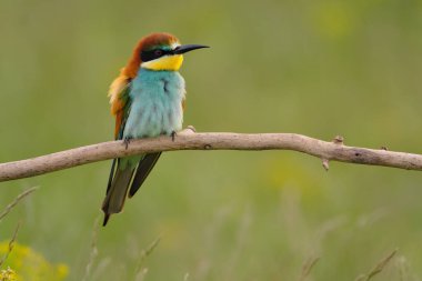 Avrupalı arı yiyici - merops apiaster renkli egzotik kuş