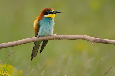 Avrupalı arı yiyici - merops apiaster renkli egzotik kuş