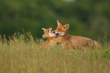 Tilki yavrusu çayırda anne tilkiyle oynuyor.