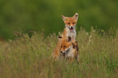 Çayırdaki küçük tilki yavruları