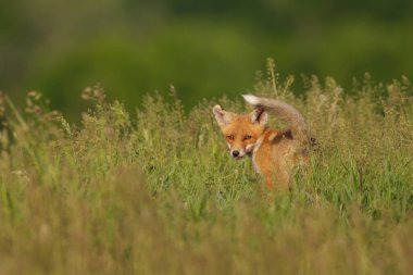 Kızıl tilki yavrusu, Vulpes Vulpes çimlerde