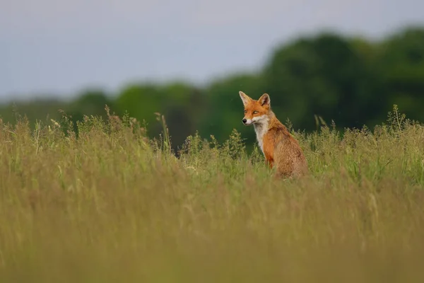 Portrait Red Fox Spring Meadow — Stock Photo, Image