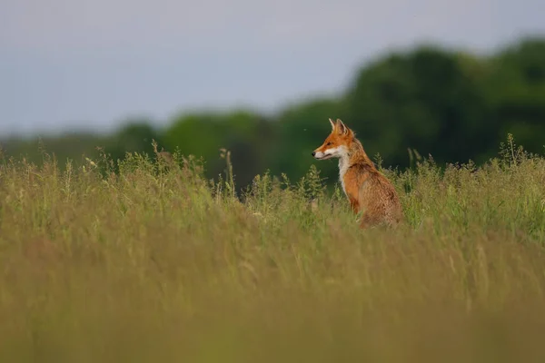 春田里一只红狐的画像 — 图库照片