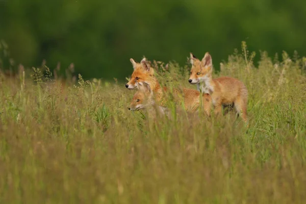 Petits Renards Dans Prairie — Photo