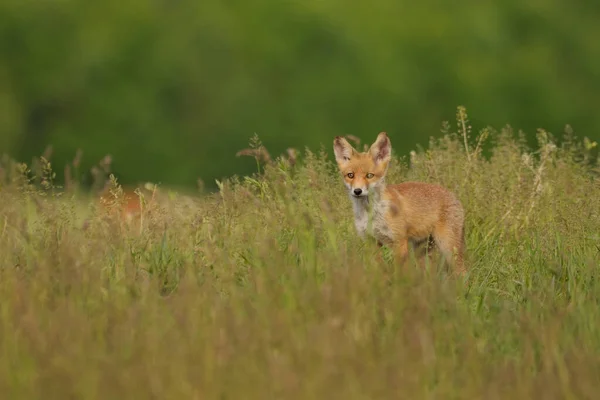 Piccoli Cuccioli Volpe Nel Prato — Foto Stock