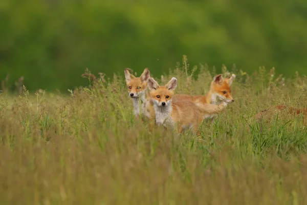 Petits Renards Dans Prairie — Photo