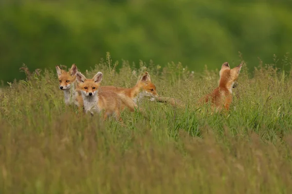 Little Fox Cubs Meadow — Stock Photo, Image