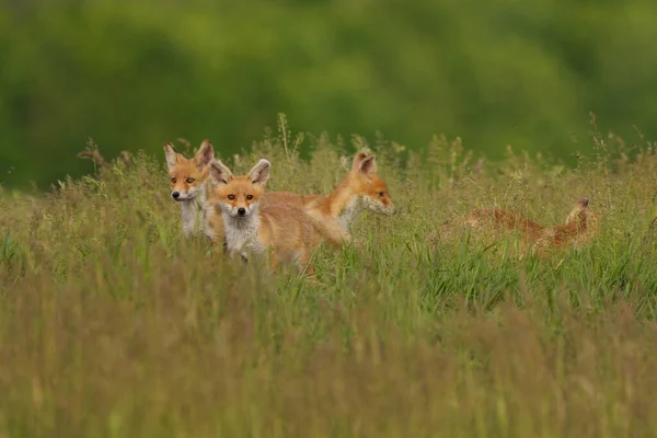 Kleine Vossenwelpjes Het Weiland — Stockfoto