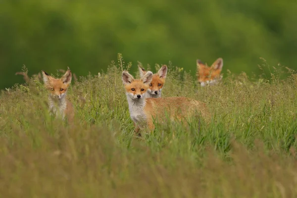 Malá Liščí Mláďata Louce — Stock fotografie