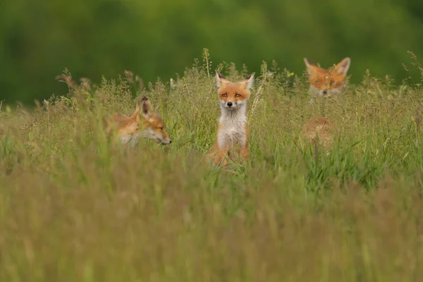 Piccoli Cuccioli Volpe Nel Prato — Foto Stock