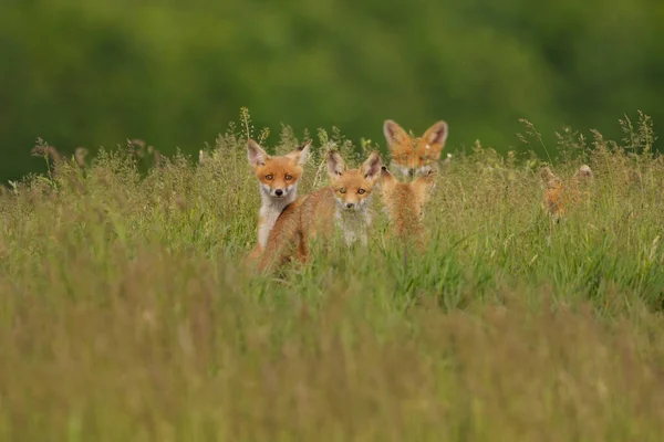 Piccoli Cuccioli Volpe Nel Prato — Foto Stock