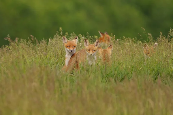 Little Fox Cubs Meadow — Stock Photo, Image