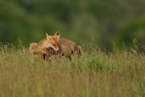 Raposa Filhote Brincando Com Raposa Mãe Prado — Fotografia de Stock